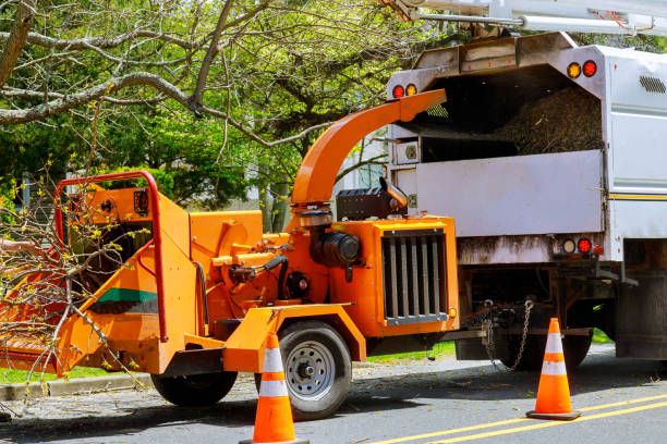 How Our Tree Care Process Works  in North River Shores, FL